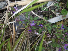Polygala japonica