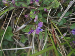 Polygala japonica