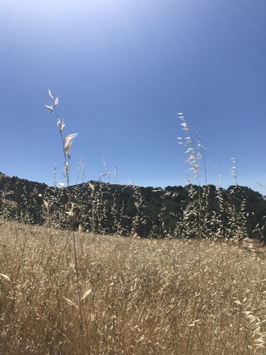 iNaturalist observation photo of slender wild oat