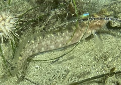 Rathbunella hypoplecta
