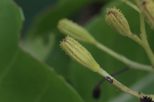 Pisonia grandis iNat (2)