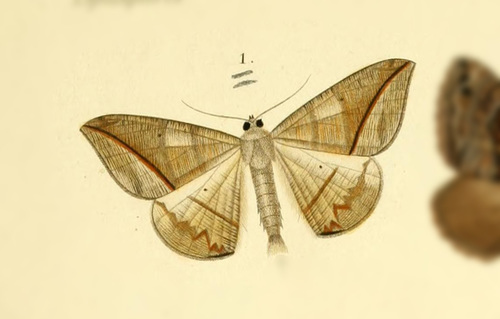 Oxydia mundata