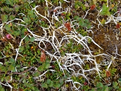 Thamnolia vermicularis vermicularis