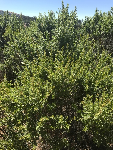 iNaturalist observation photo of coyote brush