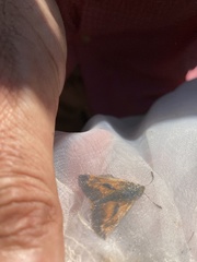 Ochlodes sylvanus