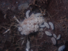 Eubranchus