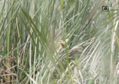 Merops orientalis