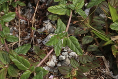Boerhavia glabrata