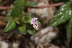 Boerhavia glabrata