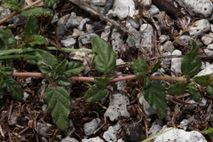 Boerhavia glabrata