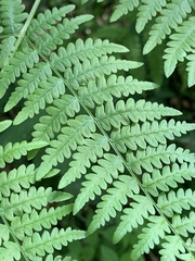 Pteridium aquilinum