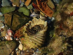 Clibanarius taeniatus