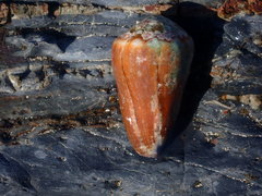 Conus sanguinolentus