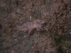 Eubranchus ocellatus