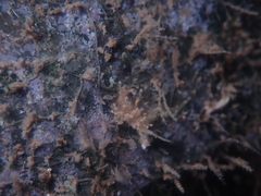 Eubranchus ocellatus