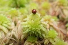 Sphagnum subnitens