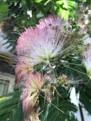 Albizia julibrissin