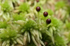 Sphagnum subnitens