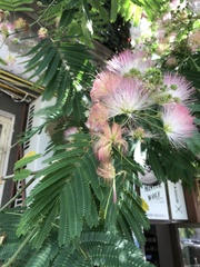 Albizia julibrissin