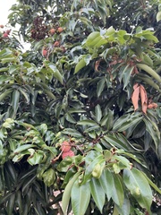 Litchi