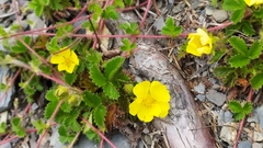 Potentilla matsumurae