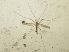 Tipula unca
