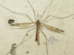 Tipula unca