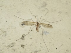 Tipula unca