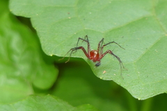 Oxyopes birmanicus