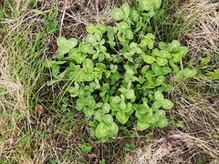 Trifolium pratense