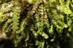 Jungermannia exsertifolia