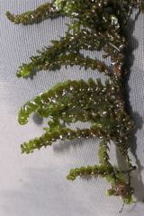 Jungermannia exsertifolia