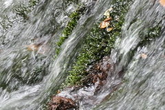 Fissidens grandifrons