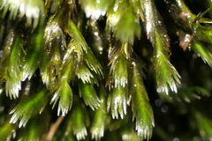 Fissidens grandifrons