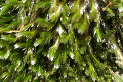 Fissidens grandifrons