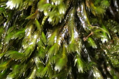 Fissidens grandifrons