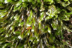 Fissidens grandifrons