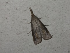 Schoenobius gigantella