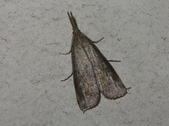 Schoenobius gigantella