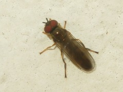 Platycheirus clypeatus