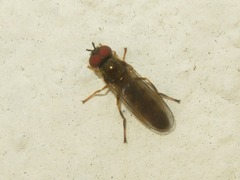 Platycheirus clypeatus