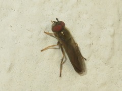 Platycheirus clypeatus