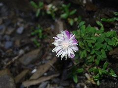 Thalictrum rubescens