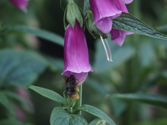 Bombus eximius