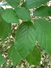 Fagus sylvatica