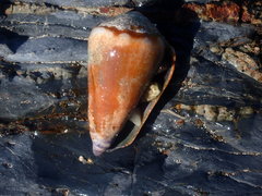 Conus sanguinolentus