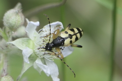 Rutpela maculata
