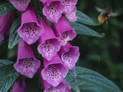 Bombus eximius