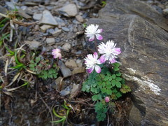 Thalictrum rubescens