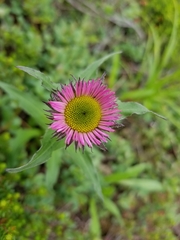 Erigeron peregrinus